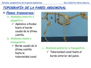 Estudio comparativo de la pared abdominal                     Dra. Emérita Abreu García

TOPOGRAFÍA DE LA PARED ABDOMINAL
 Planos transversos:
     a. Abdomen anterior o                         b
                                               c        a
        epigastrio:
          Apéndice xifoides
            hasta el borde
            caudal de la última
            costilla.
     b. Abdomen medio o c
        mesogastrio:
          Borde caudal de la
                                            c. Abdomen posterior o hipogastrio:
            última costilla
            hasta la                            Tuberosidad coxal hasta el
            tuberosidad coxal.                     borde anterior del pubis.
 