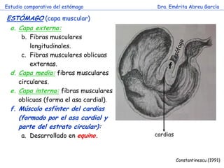 Estudio comparativo del estómago        Dra. Emérita Abreu García

ESTÓMAGO (capa muscular)
 a. Capa externa:
      b. Fibras musculares
         longitudinales.
      c. Fibras musculares oblicuas
         externas.                           f
  d. Capa media: fibras musculares
     circulares.
  e. Capa interna: fibras musculares
                            c
     oblicuas (forma el asa cardial).
  f. Músculo esfínter del cardias
     (formado por el asa cardial y
     parte del estrato circular):
      a. Desarrollado en equino.        cardias



                                                  Constantinescu (1991)
 