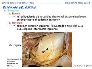 Estudio comparativo del estómago                  Dra. Emérita Abreu García

ESTÓMAGO DEL BOVINO
  a. Situación:
      a. Rumen:
           mitad izquierda de la cavidad abdominal desde el abdomen
             anterior hasta el abdomen posterior.
      b. Retículo:
           abdomen anterior izquierdo. Proyectado a nivel del VI a
             VIII espacio intercostal izquierdo.



                                   c
       diafragma




     Lado izquierdo de
     la cavidad
     abdominal del
     bovino                                               Ashdown et al. (2010)
 