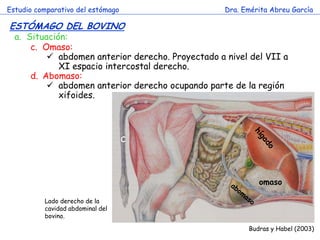 Estudio comparativo del estómago                   Dra. Emérita Abreu García

ESTÓMAGO DEL BOVINO
  a. Situación:
      c. Omaso:
           abdomen anterior derecho. Proyectado a nivel del VII a
             XI espacio intercostal derecho.
      d. Abomaso:
           abdomen anterior derecho ocupando parte de la región
             xifoides.



                                   c



                                                            omaso

          Lado derecho de la
          cavidad abdominal del
          bovino.

                                                         Budras y Habel (2003)
 