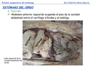 Estudio comparativo del estómago                    Dra. Emérita Abreu García

ESTÓMAGO DEL CERDO
      d. Posición:
       Abdomen anterior izquierdo ocupando el piso de la cavidad
         abdominal entre el cartílago xifoides y el ombligo.




                                   c




  Lado izquierdo de la
  cavidad abdominal del
  cerdo.
 