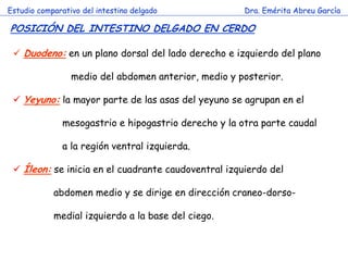 Estudio comparativo del intestino delgado              Dra. Emérita Abreu García

POSICIÓN DEL INTESTINO DELGADO EN CERDO

  Duodeno: en un plano dorsal del lado derecho e izquierdo del plano

                 medio del abdomen anterior, medio y posterior.

  Yeyuno: la mayor parte de las asas del yeyuno se agrupan en el

               mesogastrio e hipogastrio derecho y la otra parte caudal

               a la región ventral izquierda.
                                 c
  Íleon: se inicia en el cuadrante caudoventral izquierdo del

            abdomen medio y se dirige en dirección craneo-dorso-

            medial izquierdo a la base del ciego.
 
