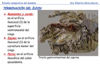 Estudio comparativo del duodeno                              Dra. Emérita Abreu García

TERMINACIÓN DEL ÍLEON

 a. Rumiantes y cerdo:
    en el orificio
                                                            duodeno
    ileocecal (1) de la
    superficie
                                                             1
    ventromedial del
    ciego.
 b. Equino: en el orificio
    ileocecal (1) de la           c
    curvatura menor del                       yeyuno
    ciego.
 c. Perro: en el orificio
    ileocólico del colon          Tracto gastrointestinal del caprino
    ascendente.
 