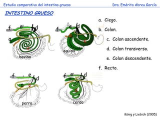 Estudio comparativo del intestino grueso                       Dra. Emérita Abreu García

INTESTINO GRUESO
                                                         a. Ciego.
  f       e        d                     e d
                               f                         b. Colon.
                                         a
  a                                                  c      c. Colon ascendente.

              c                        equino               d. Colon transverso.
          bovino                                            e. Colon descendente.

                                   c                     f. Recto.
      f       e                        f ae          d
                   d
          a c
                                                c

           perro                             cerdo

                                                                     König y Liebich (2005)
 