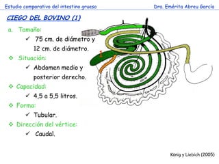 Estudio comparativo del intestino grueso       Dra. Emérita Abreu García

CIEGO DEL BOVINO (1)
 a. Tamaño:
         75 cm. de diámetro y
            12 cm. de diámetro.
  Situación:
                                           1
         Abdomen medio y
            posterior derecho.
  Capacidad:
         4,5 a 5,5 litros. c
  Forma:
         Tubular.
  Dirección del vértice:
         Caudal.


                                                     König y Liebich (2005)
 