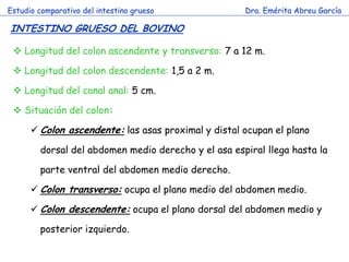 Estudio comparativo del intestino grueso             Dra. Emérita Abreu García

INTESTINO GRUESO DEL BOVINO

  Longitud del colon ascendente y transverso: 7 a 12 m.

  Longitud del colon descendente: 1,5 a 2 m.

  Longitud del canal anal: 5 cm.

  Situación del colon:

       Colon ascendente: las asas proximal y distal ocupan el plano

                           c
        dorsal del abdomen medio derecho y el asa espiral llega hasta la

        parte ventral del abdomen medio derecho.

       Colon transverso: ocupa el plano medio del abdomen medio.

       Colon descendente: ocupa el plano dorsal del abdomen medio y

        posterior izquierdo.
 