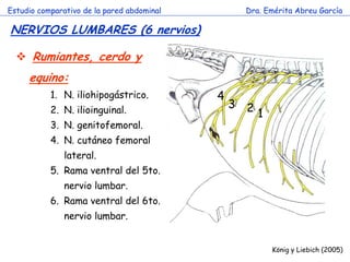 Estudio comparativo de la pared abdominal         Dra. Emérita Abreu García

NERVIOS LUMBARES (6 nervios)

   Rumiantes, cerdo y
     equino:
           1. N. iliohipogástrico.          4
           2. N. ilioinguinal.
                                                3 2
                                                    1
           3. N. genitofemoral.
           4. N. cutáneo femoral
               lateral.          c
           5. Rama ventral del 5to.
               nervio lumbar.
           6. Rama ventral del 6to.
               nervio lumbar.


                                                        König y Liebich (2005)
 