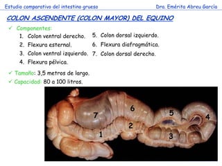 Estudio comparativo del intestino grueso                     Dra. Emérita Abreu García

COLON ASCENDENTE (COLON MAYOR) DEL EQUINO
  Componentes:
    1. Colon ventral derecho.        5. Colon dorsal izquierdo.
      2. Flexura esternal.           6. Flexura diafragmática.
      3. Colon ventral izquierdo. 7. Colon dorsal derecho.
      4. Flexura pélvica.
  Tamaño: 3,5 metros de largo.
  Capacidad: 80 a 100 litros.

                                 c
                                                   6
                                      7                           5
                                                                                 4
                                                   2
                                           1                      3
 