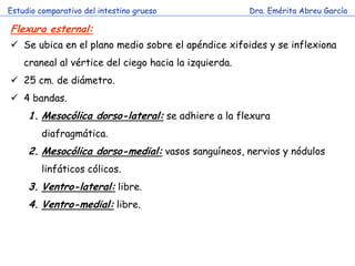 Estudio comparativo del intestino grueso               Dra. Emérita Abreu García

Flexura esternal:
 Se ubica en el plano medio sobre el apéndice xifoides y se inflexiona
    craneal al vértice del ciego hacia la izquierda.
 25 cm. de diámetro.
 4 bandas.
     1. Mesocólica dorso-lateral: se adhiere a la flexura
         diafragmática.
     2. Mesocólica dorso-medial: vasos sanguíneos, nervios y nódulos
                          c
         linfáticos cólicos.
     3. Ventro-lateral: libre.
     4. Ventro-medial: libre.
 