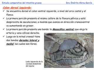 Estudio comparativo del intestino grueso                   Dra. Emérita Abreu García

Colon dorsal izquierdo:
 Se encuentra dorsal al colon ventral izquierdo, a nivel del arco costal y el
    flanco.
 La primera porción presenta el mismo calibre de la flexura pélvica y está
    desprovista de saculaciones, a medida que avanza en dirección craneoventral
    va aumentando en grosor.
 La primera porción presenta una banda: la Mesocólica ventral: que aloja la
    arteria y vena cólicas derecha.
 Luego en la mitad craneal tiene
    dos bandas dorsales lateral y
    medial, las cuales son libres.




                                                       Colon dorsal izquierdo

                        Lado izquierdo de la
                        cavidad abdominal
                        del equino
 
