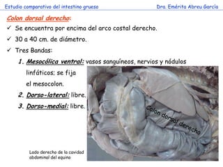 Estudio comparativo del intestino grueso            Dra. Emérita Abreu García

Colon dorsal derecho:
 Se encuentra por encima del arco costal derecho.
 30 a 40 cm. de diámetro.
 Tres Bandas:
     1. Mesocólica ventral: vasos sanguíneos, nervios y nódulos
         linfáticos; se fija
         el mesocolon.
     2. Dorso-lateral: libre.
                            c
     3. Dorso-medial: libre.




          Lado derecho de la cavidad
          abdominal del equino
 