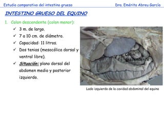 Estudio comparativo del intestino grueso                      Dra. Emérita Abreu García

INTESTINO GRUESO DEL EQUINO
1. Colon descendente (colon menor):
      3 m. de largo.
      7 a 10 cm. de diámetro.
      Capacidad: 11 litros.
      Dos tenias (mesocólica dorsal y
                                                                     Colon
         ventral libre).
                                                                     descendente
      Situación: plano dorsal del
                             c
         abdomen medio y posterior
         izquierdo.

                                           Lado izquierdo de la cavidad abdominal del equino
 