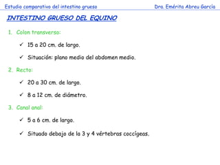 Estudio comparativo del intestino grueso                  Dra. Emérita Abreu García

INTESTINO GRUESO DEL EQUINO

 1. Colon transverso:

       15 a 20 cm. de largo.

       Situación: plano medio del abdomen medio.

 2. Recto:

       20 a 30 cm. de largo.

                             c
       8 a 12 cm. de diámetro.

 3. Canal anal:

       5 a 6 cm. de largo.

       Situado debajo de la 3 y 4 vértebras coccígeas.
 