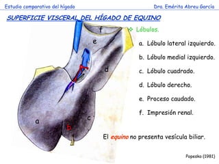 Estudio comparativo del hígado                                 Dra. Emérita Abreu García

SUPERFICIE VISCERAL DEL HÍGADO DE EQUINO
                                         f             Lóbulos.
                                     e                    a. Lóbulo lateral izquierdo.

                                                          b. Lóbulo medial izquierdo.

                                             d            c. Lóbulo cuadrado.

                                                          d. Lóbulo derecho.

                                                          e. Proceso caudado.

                                                          f. Impresión renal.
             a                   c
                          b
                                             El equino no presenta vesícula biliar.


                                                                            Popesko (1981)
 