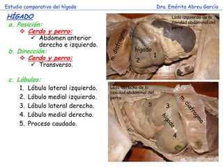 Estudio comparativo del hígado                                   Dra. Emérita Abreu García

HÍGADO                                                                  Lado izquierdo de la
                                                                        cavidad abdominal del
a. Posición:                                                            perro
     Cerdo y perro:
             Abdomen anterior
              derecho e izquierdo.
 b. Dirección:                                    hígado
      Cerdo y perro:                                        1
                                                   2
             Transverso.

 c. Lóbulos:
      1.   Lóbulo lateral izquierdo.   Lado derecho de la
                                       cavidad abdominal del
      2.   Lóbulo medial izquierdo.    perro
      3.   Lóbulo lateral derecho.                       5          3
      4.   Lóbulo medial derecho.
      5.   Proceso caudado.
                                                                        4
 