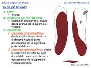 Estudio comparativo del bazo                    Dra. Emérita Abreu García

BAZO DE BOVINO
 c. Color:                                  1
      rojizo.                                                      d
 d. Disposición del hilio esplénico:
      Depresión circular en el ángulo
        dorso-craneal de la superficie
                                                                2
        visceral.
 e. Ligamentos:
      1. Ligamento frenicoesplénico:
         desde el pilar izquierdo del m.
         diafragma hasta la parte
         dorsocraneal de la superficie
         parietal del bazo.
      2. Ligamento gastroesplénico: desde
         la superficie parietal del saco
         dorsal del rumen hasta la parte
         dorsocraneal de la superficie
         visceral del bazo.
                                                      König y Liebich (2005)
 