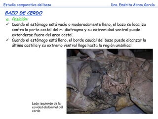 Estudio comparativo del bazo                             Dra. Emérita Abreu García

BAZO DE CERDO
 a. Posición:
  Cuando el estómago está vacío o moderadamente lleno, el bazo se localiza
   contra la parte costal del m. diafragma y su extremidad ventral puede
   extenderse fuera del arco costal.
  Cuando el estómago está lleno, el borde caudal del bazo puede alcanzar la
   última costilla y su extremo ventral llega hasta la región umbilical.




                                               bazo




                Lado izquierdo de la
                cavidad abdominal del
                cerdo
 