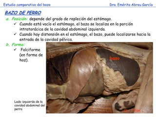 Estudio comparativo del bazo                              Dra. Emérita Abreu García

BAZO DE PERRO
 a. Posición: depende del grado de repleción del estómago.
       Cuando está vacío el estómago, el bazo se localiza en la porción
        intratorácica de la cavidad abdominal izquierda.
       Cuando hay distensión en el estómago, el bazo, puede localizarse hacia la
        entrada de la cavidad pélvica.
 b. Forma:
          Falciforme
          (en forma de
          hoz).                                           bazo




      Lado izquierdo de la
      cavidad abdominal del
      perro
 