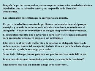 Después de perder a sus padres, este orangután de tres años de edad estaba tan deprimido, que se rehusaba comer y no respondía nada bien a los tratamientos.  Los veterinarios presentían que se entregaría a la muerte.   Un perro de edad fue encontrado perdido en las inmediaciones del parque  zoológico y cuando lo pusieron en la sala de tratamiento, se reunió con el  orangután.  Ambos se convirtieron en amigos inseparables desde entonces. El orangután encontró una nueva razón para vivir y se esfuerza al máximo para acompañar a su nuevo amigo en sus actividades. Ellos viven en el norte de California y la natación es el deporte favorito de ambos, aunque Roscoe (el orangután) todavía tiene un poco de miedo al agua  y necesita la ayuda de su amigo para nadar.  Pasan todo el tiempo juntos, podemos ver por las sonrisas, cuán felices son.  Juntos descubrieron el lado cómico de la vida y el valor de la “Amistad”.  Encontraron más que un hombro amigo donde apoyarse...  