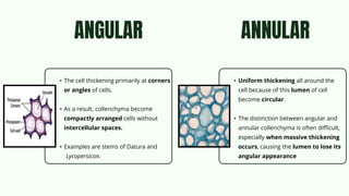 Parenchyma and Collenchyma tissue in plants | PDF