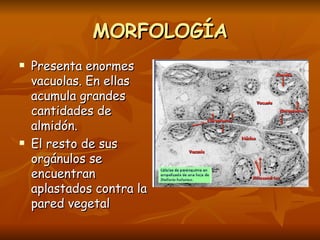 MORFOLOGÍA Presenta enormes vacuolas. En ellas acumula grandes cantidades de almidón. El resto de sus orgánulos se encuentran aplastados contra la pared vegetal 