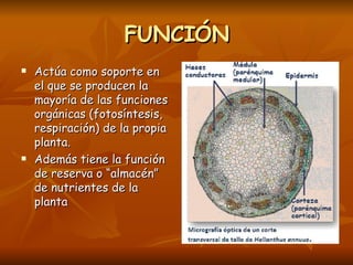 FUNCIÓN Actúa como soporte en el que se producen la mayoría de las funciones orgánicas (fotosíntesis, respiración) de la propia planta. Además tiene la función de reserva o “almacén” de nutrientes de la planta 
