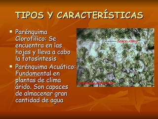 TIPOS Y CARACTERÍSTICAS Parénquima Clorofílico: Se encuentra en las hojas y lleva a cabo la fotosíntesis Parénquima Acuático: Fundamental en plantas de clima árido. Son capaces de almacenar gran cantidad de agua 