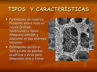 TIPOS  Y CARACTERÍSTICAS Parénquima de reserva: Presente sobre todo en raíces (bulbos, tubérculos) y tallos. Almacena almidón y azúcares en sus enormes vacuolas. Parénquima aerífero: Sólo existe en plantas acuáticas y sirve para almacenar aire y flotar. 