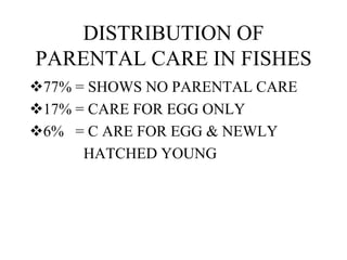 parental-care-fishes.ppthhbb