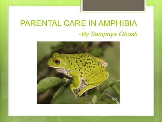 PARENTAL CARE IN AMPHIBIA
-By Sampriya Ghosh
 