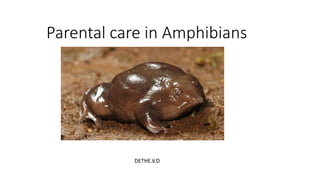 Parental care in Amphibians
DETHE.V.D
 