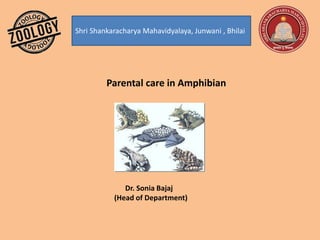 Shri Shankaracharya Mahavidyalaya, Junwani , Bhilai
Parental care in Amphibian
Dr. Sonia Bajaj
(Head of Department)
 
