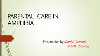 PARENTAL CARE IN
AMPHIBIA
Presentation by :Danish Salmani.
M.Sc III Zoology
 