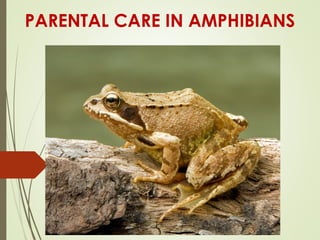 PARENTAL CARE IN AMPHIBIANS
 