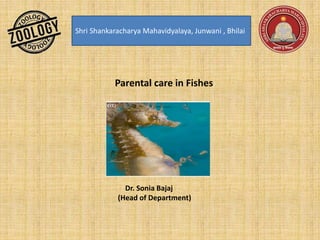 Shri Shankaracharya Mahavidyalaya, Junwani , Bhilai
Parental care in Fishes
Dr. Sonia Bajaj
(Head of Department)
 