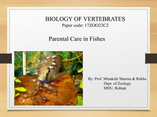 BIOLOGY OF VERTEBRATES
Paper code: 17ZOO23C2
Parental Care in Fishes
By: Prof. Minakshi Sharma & Rekha
Dept. of Zoology
MDU, Rohtak
Prof. Minakshi Sharma
 