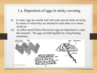 1.a. Deposition of eggs in sticky covering
(i) In carps, eggs are usually laid with some special sticky covering
by means of which they are attached to each other or to stones,
weeds etc.
(ii) In yellow perch (Perca flavescens) eggs are deposited in a rope-
like structure . The eggs are held together by a long floating
membrane.
Prof. Minakshi Sharma
 