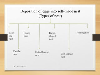 Deposition of eggs into self-made nest
(Types of nest)
Basin
like
nest
Circular
nest
Foamy
nest
Hole/Burrow
nest
Barrel-
shaped
nest
Cup-shaped
nest
Floating nest
Prof. Minakshi Sharma
 