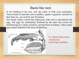 Basin like nest
In the building of the nest, only the males or both sexes participate.
Various kinds of materials such as pebbles, aquatic vegetation, secretion of
their body etc., are used for nest formation.
The female makes a basin-like depression, sinks into it and deposits the
eggs. The eggs are immediately fertilized by the male who covers the
fertilized egg by a sticky secretion, secreted from its kidneys. These sticky
eggs remain attached to the stone till hatching.
Ex. Darter (Etheostoma
congregata),
Fresh water sunfishes
Prof. Minakshi Sharma
 