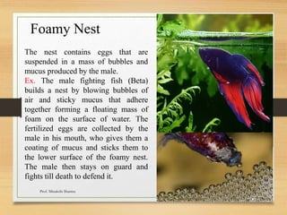 Foamy Nest
The nest contains eggs that are
suspended in a mass of bubbles and
mucus produced by the male.
Ex. The male fighting fish (Beta)
builds a nest by blowing bubbles of
air and sticky mucus that adhere
together forming a floating mass of
foam on the surface of water. The
fertilized eggs are collected by the
male in his mouth, who gives them a
coating of mucus and sticks them to
the lower surface of the foamy nest.
The male then stays on guard and
fights till death to defend it.
Prof. Minakshi Sharma
 