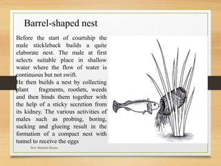 Barrel-shaped nest
Before the start of courtship the
male stickleback builds a quite
elaborate nest. The male at first
selects suitable place in shallow
water where the flow of water is
continuous but not swift.
He then builds a nest by collecting
plant fragments, rootlets, weeds
and then binds them together with
the help of a sticky secretion from
its kidney. The various activities of
males such as probing, boring,
sucking and glueing result in the
formation of a compact nest with
tunnel to receive the eggs
Prof. Minakshi Sharma
 
