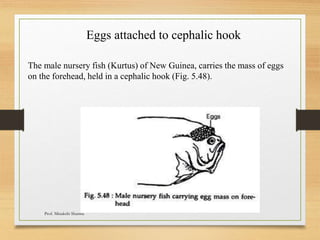 Eggs attached to cephalic hook
The male nursery fish (Kurtus) of New Guinea, carries the mass of eggs
on the forehead, held in a cephalic hook (Fig. 5.48).
Prof. Minakshi Sharma
 