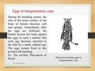 Eggs in Integumentary cups
During the breeding season, the
skin of the lower surface of the
body of female becomes soft
and spongy. Immediately after
the eggs are fertilized, the
female presses her body against
the eggs in such a manner that
each egg becomes attached to
the skin by a small, stalked cup.
The eggs remain fixed in this
position till hatching.
Ex. The cat-fish, Platystacus of
Brazil Platystacus bearing eggs in
integumentary cups
Prof. Minakshi Sharma
 