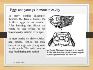 Eggs and youngs in mounth cavity
In many cichlids (Example:
Tilapia), the female broods the
fertilized eggs in her mouth .
After hatching she allows the
young to take refuge in her
buccal cavity in times of danger.
In most marine cat fishes (Arius)
and cardinal fishes, the male
carries the eggs and young ones
in his mouth. The male does not
take food during this period
Prof. Minakshi Sharma
 