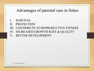 Advantages of parental care in fishes
I. SURVIVAL
II. PROTECTION
III. CONTRIBUTE TO REPRODUCTIVE FITNESS
IV. INCREASED GROWTH RATE & QUALITY
V. BETTER DEVELOPMENT
Prof. Minakshi Sharma
 