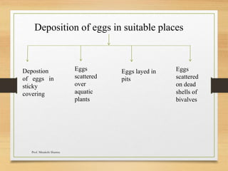 Deposition of eggs in suitable places
Depostion
of eggs in
sticky
covering
Eggs
scattered
over
aquatic
plants
Eggs layed in
pits
Eggs
scattered
on dead
shells of
bivalves
Prof. Minakshi Sharma
 