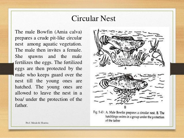 parental care in fishes ppt