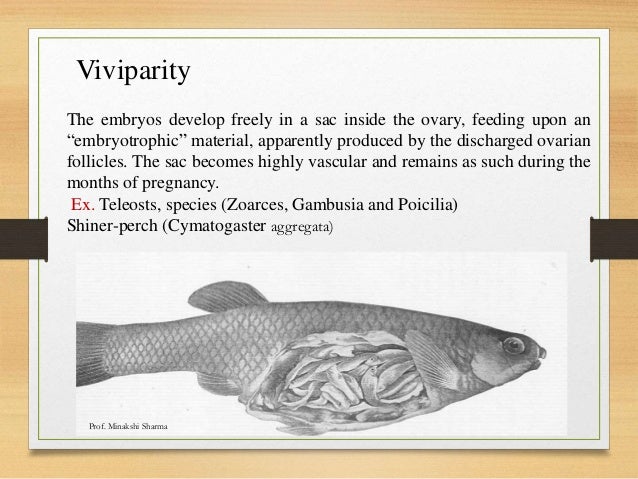 parental care in fishes ppt