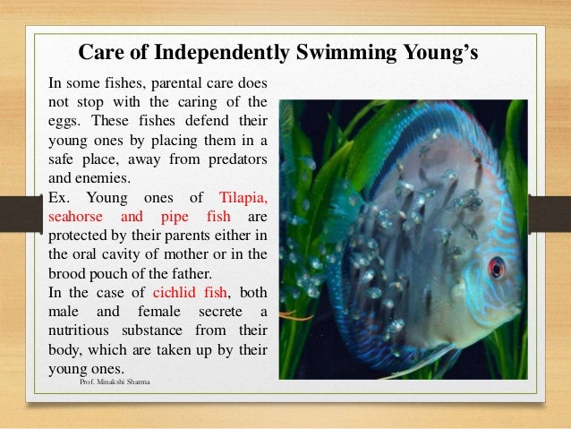 parental care in fishes ppt