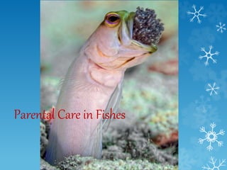 Parental Care in Fishes
 